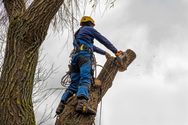 Best Tree Clearing Services  in Gilbertsville, PA